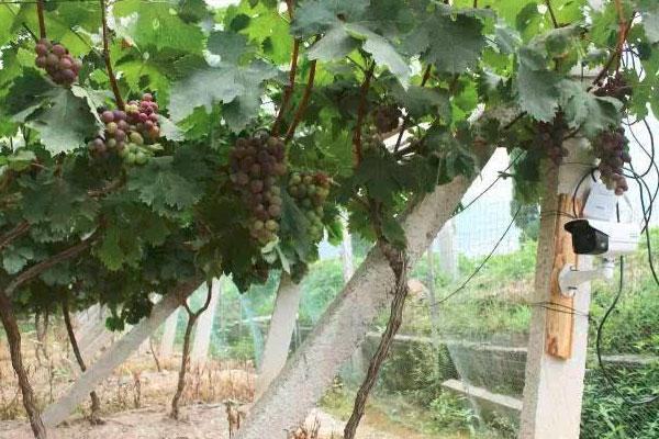 大型果园景区无线监控方案